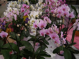 Orchideje Orchideje
