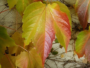 Okrasná zahrada v listopadu: Parthenocissus tricuspidata - přísavník trojhrotý