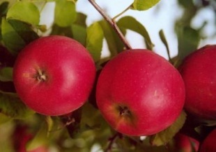 Malus domestica 'Red Topaz' ® - jabloň Malus domestica 'Red Topaz' ® - jabloň