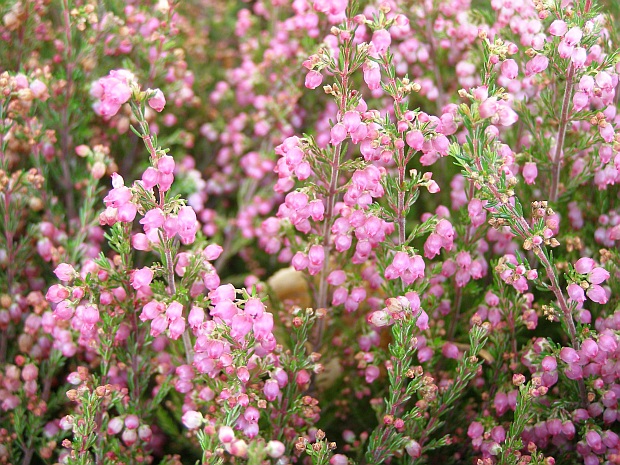 Daboecia - dabécie, irský vřes