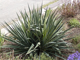 Trvalky: Yucca - juka Trvalky: Yucca - juka