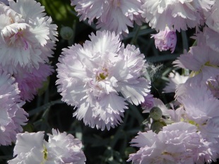 Trvalky: Dianthus - hvozdík