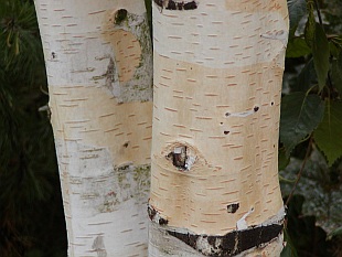 Betula utilis - bříza himalájská