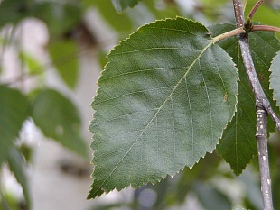 Betula utilis - bříza himalájská