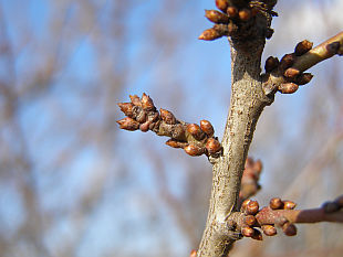 Barborka - třešeň Prunus cerasus