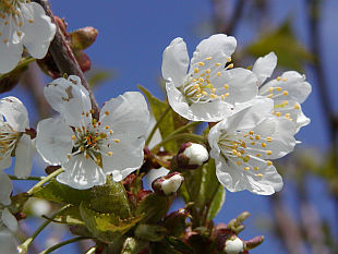 Barborka - třešeň Prunus cerasus
