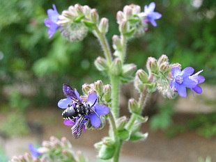 Anchusa azurea - pilát modrý