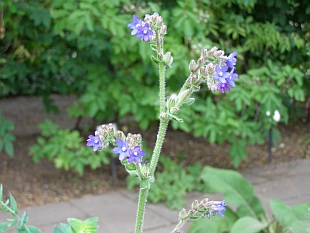 Anchusa azurea - pilát modrý