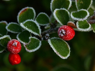 Dřeviny v zimě: Cotoneaster horiz. (TIP ZC CS)