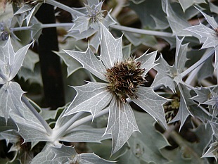 Suchomilné trvalky: Eryngium - máčka