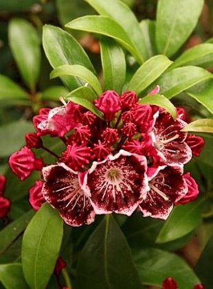 Kalmia latifolia 'Kaleidoscope' - mamota širokolistá