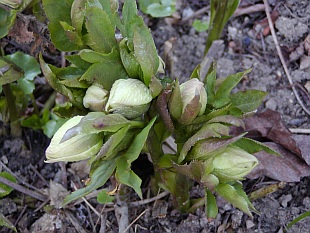 Helleborus orientalis - čemeřice východní Helleborus orientalis - čemeřice východní