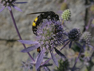 Eryngium planum 'Blue Glitter' - máčka plocholistá
