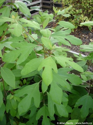 Sassafras albidum - kašťa bělavá