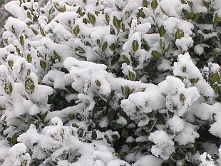Buxus sempervirens - zimostráz vždyzelený Buxus sempervirens - zimostráz vždyzelený