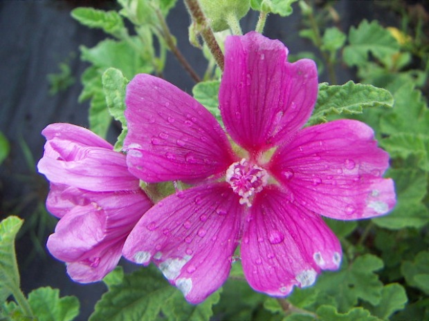 Lavatera thuringiaca - slézovec duryňský