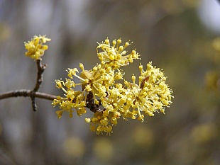 Cornus mas - dřín obecný