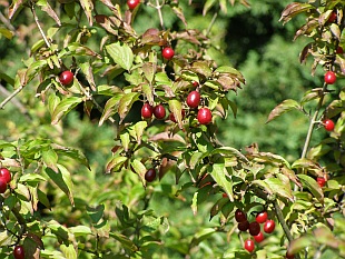 Cornus mas - dřín obecný