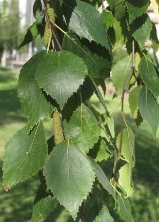 Betula alba - bříza bílá Betula alba - bříza bílá
