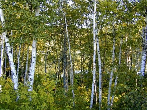 Betula alba - bříza bílá Betula alba - bříza bílá