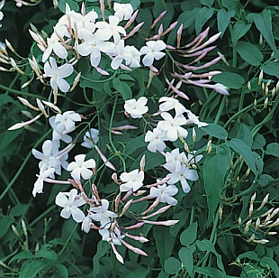 Jasminum polyanthum - jasmín mnohokvětý (READERS DIGEST VÝBĚR)