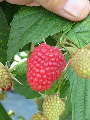 Ovocné dreviny do nádob: malina 'Polka' (KOHAPLANT)