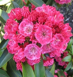 Kalmia latifolia 'Nancy' - mamota širokolistá