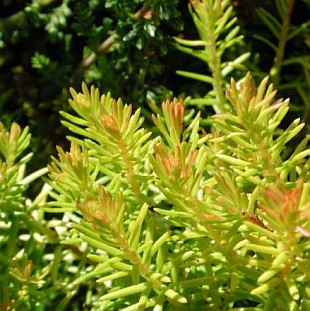 Erica carnea 'Foxhollow' - vřesovec pleťový