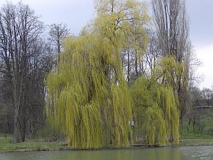 Salix alba 'Tristis' - vrba bílá