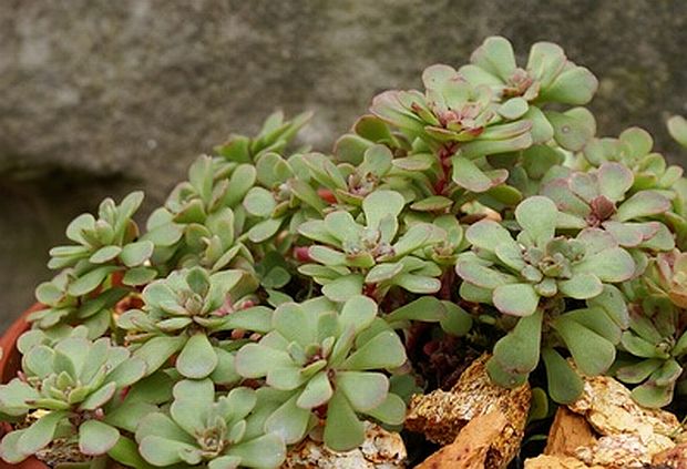 Sedum glaucophyllum - rozchodník