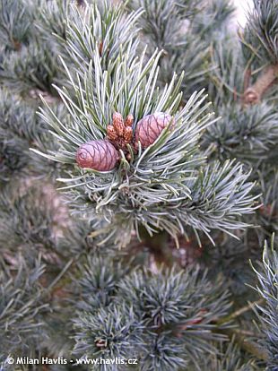Pinus parviflora 'Negishi' - borovice malokvětá Pinus parviflora 'Negishi' - borovice malokvětá