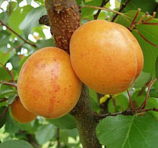 Prunus armeniaca 'Ledana' - meruňka