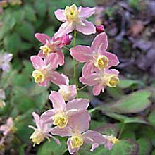 Epimedium - škornice