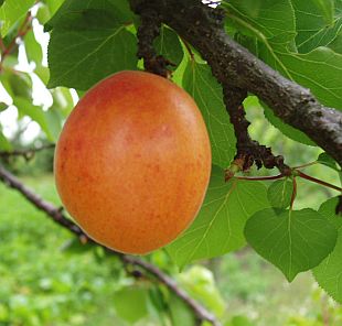 Prunus armeniaca 'Lejuna' - meruňka