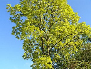 Robinia pseudoacacia 'Frisia' - agát biely Robinia pseudoacacia 'Frisia' - agát biely