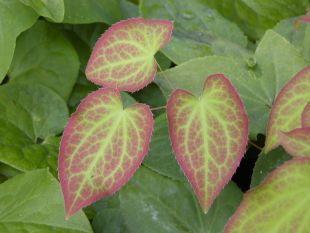 Půdopokryvné rostliny: škornice - Epimedium
