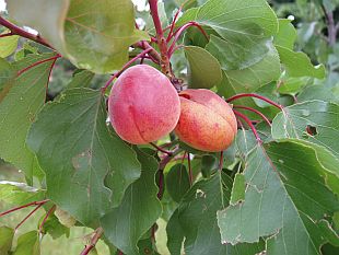 Prunus armeniaca 'Leskora' - meruňka