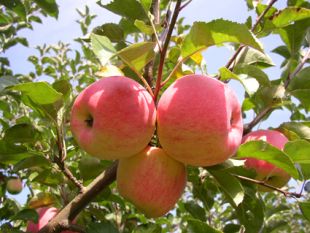 Jabloně: jabloň 'Melodie' (TIP ZC CS)