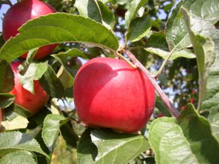Jabloně: jabloň 'Prima' (TIP ZC CS)