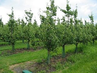 Hruška: holandské štíhle vreteno (KOHAPLANT)