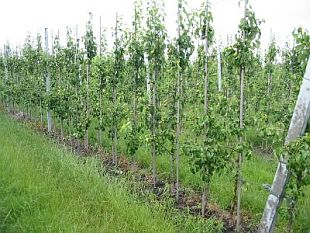 Hruška: superštíhle vreteno (KOHAPLANT)