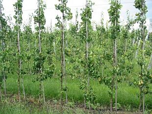 Hruška: superštíhle vreteno (KOHAPLANT)