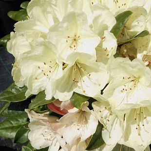 Rhododendron hybridum 'Ehrengold' - pěnišník velkokvětý Rhododendron hybridum 'Ehrengold' - pěnišník velkokvětý