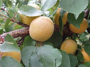 Prunus armeniaca 'Portici' - meruňka