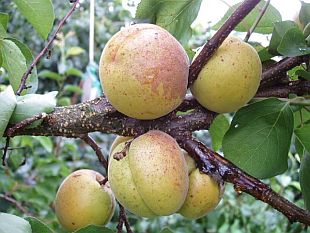Prunus armeniaca 'Veharda' - meruňka