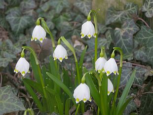Leucojum vernum - bledule jarní Leucojum vernum - bledule jarní