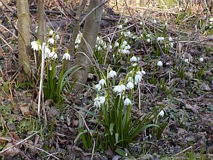 Leucojum vernum - bledule jarní Leucojum vernum - bledule jarní