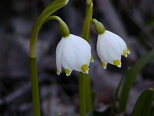 Leucojum vernum - bledule jarní Leucojum vernum - bledule jarní