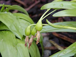 Leucojum vernum - bledule jarní Leucojum vernum - bledule jarní