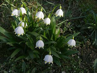 Leucojum vernum - bledule jarní Leucojum vernum - bledule jarní
